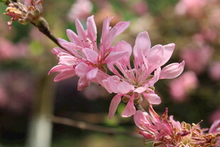 菊花桃