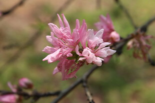 菊花桃
