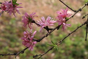 菊花桃