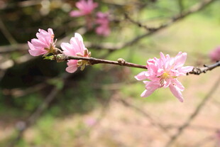 菊花桃
