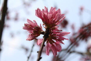 菊花桃