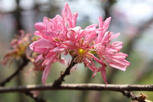 菊花桃