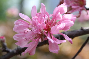 菊花桃