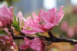 菊花桃
