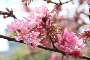 菊花桃