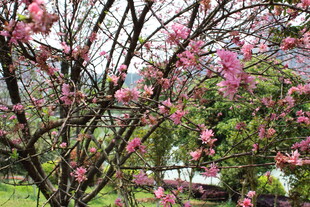 菊花桃