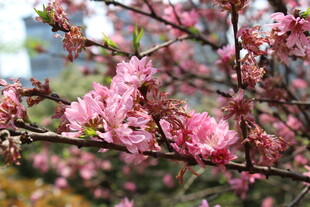 菊花桃