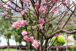 菊花桃