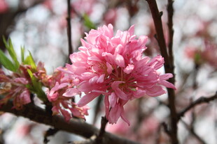 菊花桃