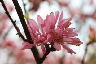 菊花桃