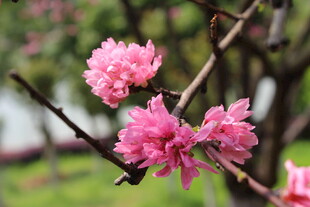 菊花桃