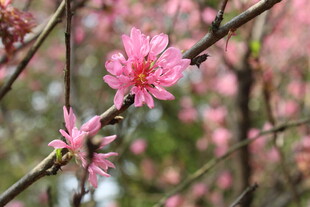 菊花桃