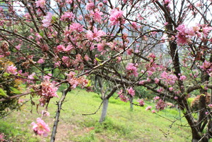 菊花桃