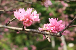 菊花桃