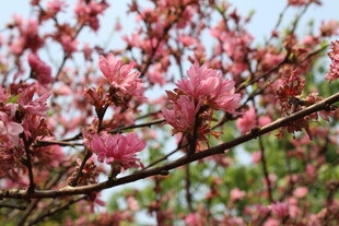 菊花桃