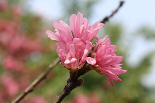 菊花桃