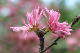 菊花桃
