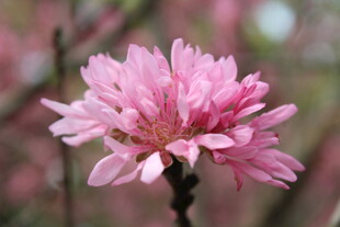 菊花桃