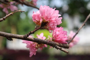 菊花桃