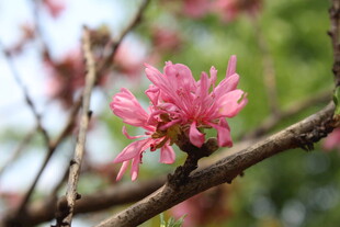 菊花桃