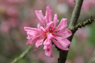菊花桃