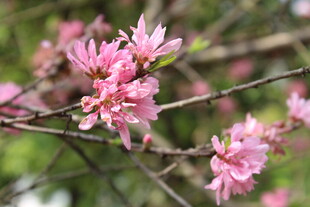 菊花桃