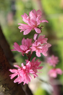 菊花桃