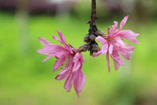 菊花桃