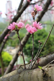 菊花桃