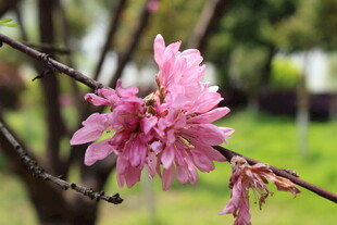 菊花桃