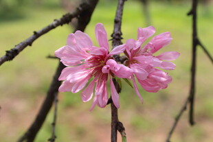 菊花桃