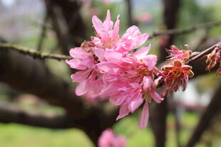 菊花桃