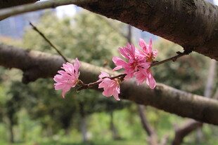 菊花桃