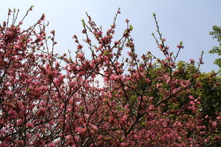 菊花桃