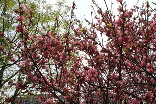 菊花桃