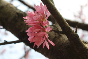 菊花桃