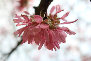 菊花桃