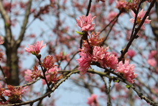 菊花桃