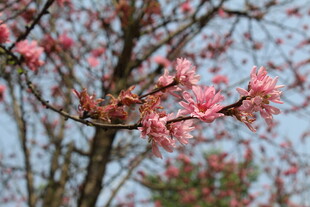 菊花桃