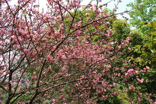 菊花桃