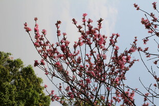 菊花桃
