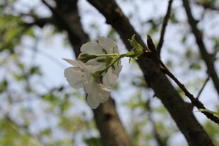 白色樱花