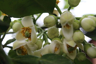 柚子花