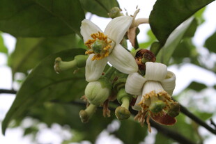 柚子花