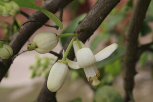 柚子花