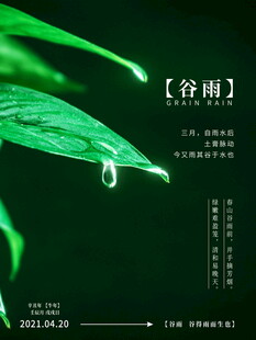 谷雨时节绿叶上的晶莹雨滴