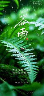 雨中蕨类植物的清新景致