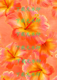 橙黄色扶桑花图案背景