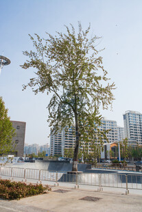 城市中独立的茂盛绿树