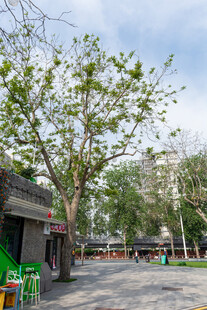 街道旁的绿树与建筑